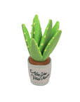 P.L.A.Y. Pet Lifestyle and You - Blooming Buddies - Aloe-ve You Plant