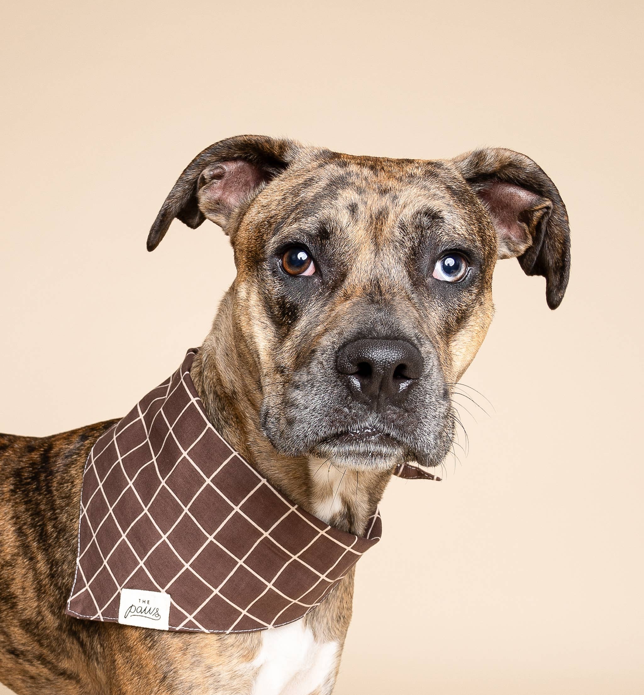 The Paws - Stratford Dog Bandana