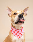 The Paws - Lovesong Dog Bandana