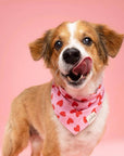 The Paws - Lovesong Dog Bandana