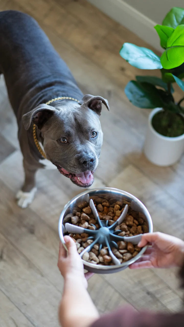 Here's how I use my silicone slow feeder bowl as a frozen dog