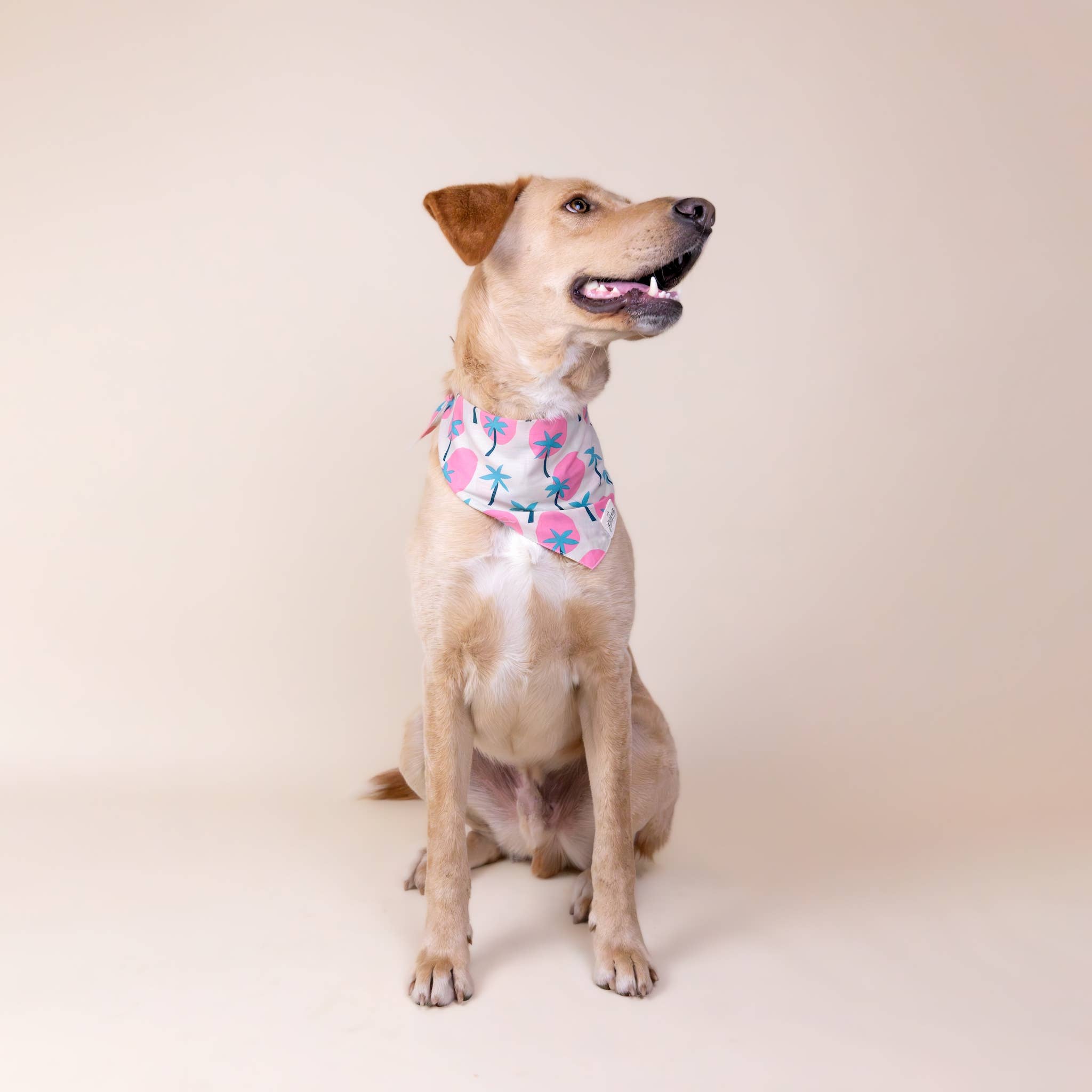 The Paws - Bingin Dog Bandana