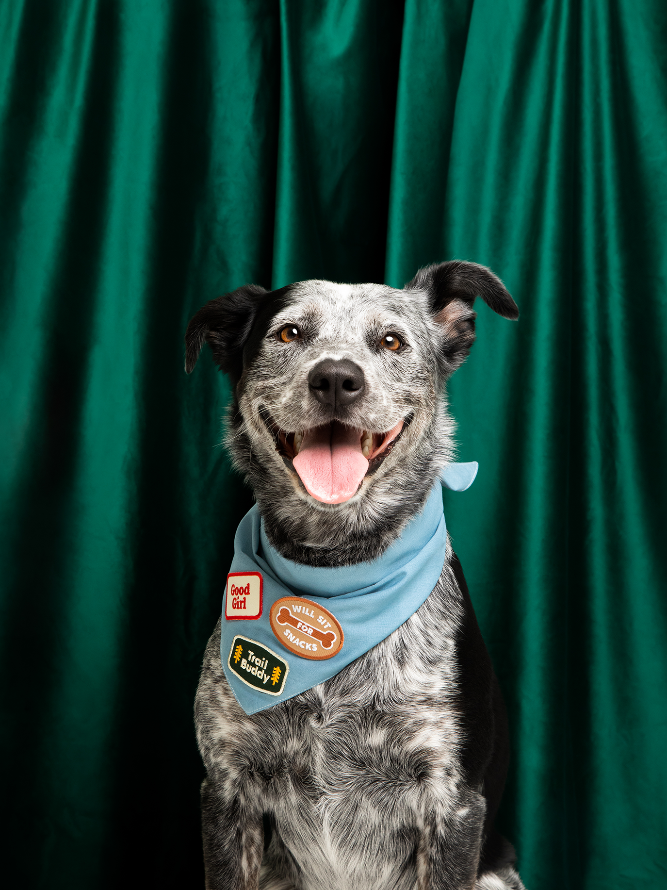 Scout's Honour - Will Sit For Snacks iron-on patch for dogs