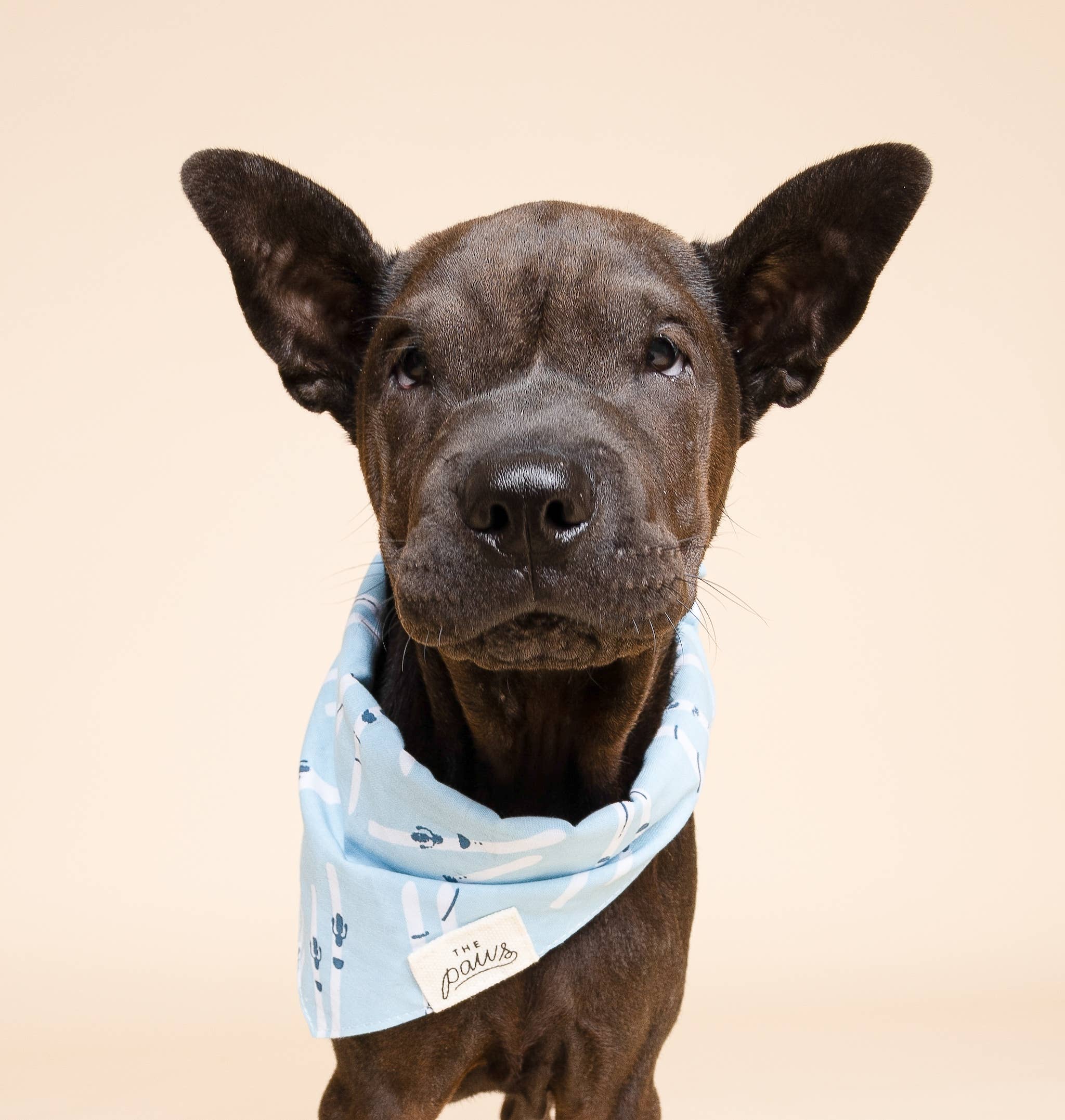 The Paws - Ski Winter Dog Bandana