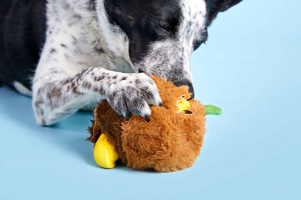 BARK Fowl Play