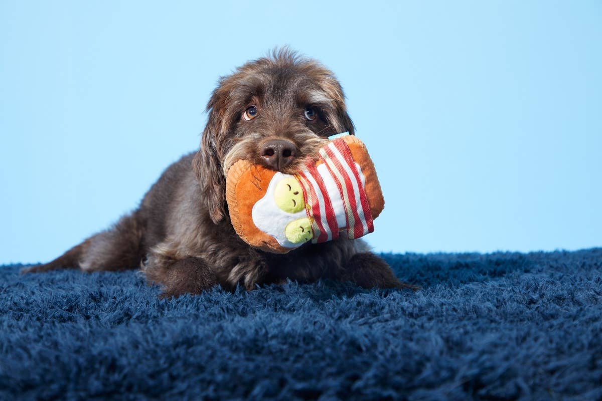 BARK Barkfest in Bed