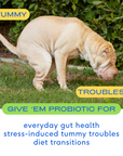 Native Pet - Probiotic Powder