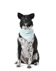 The Paws - It's My Birthday Blue Dog Bandana