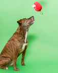 the furryfolks - Apple Nosework Toy