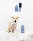 Clean Coats - Dog Shampoo 2 in1 For Itching, Conditioning and Smelly Dogs