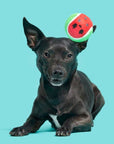 BARK Watermelon Tennis Balls