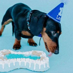 Dog Cake Bakery LLC - Dog Cake | Dog Birthday Cakes | Birthday | Bone Cake | Pink