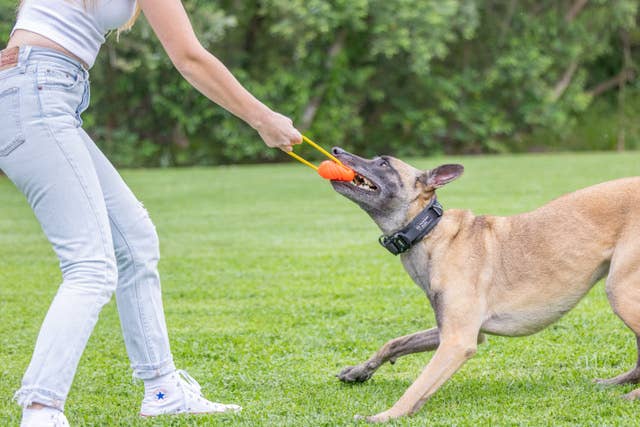 Project Hive Hive Zoomer Dog Toy Launcher & Looped Ball Combo Pack