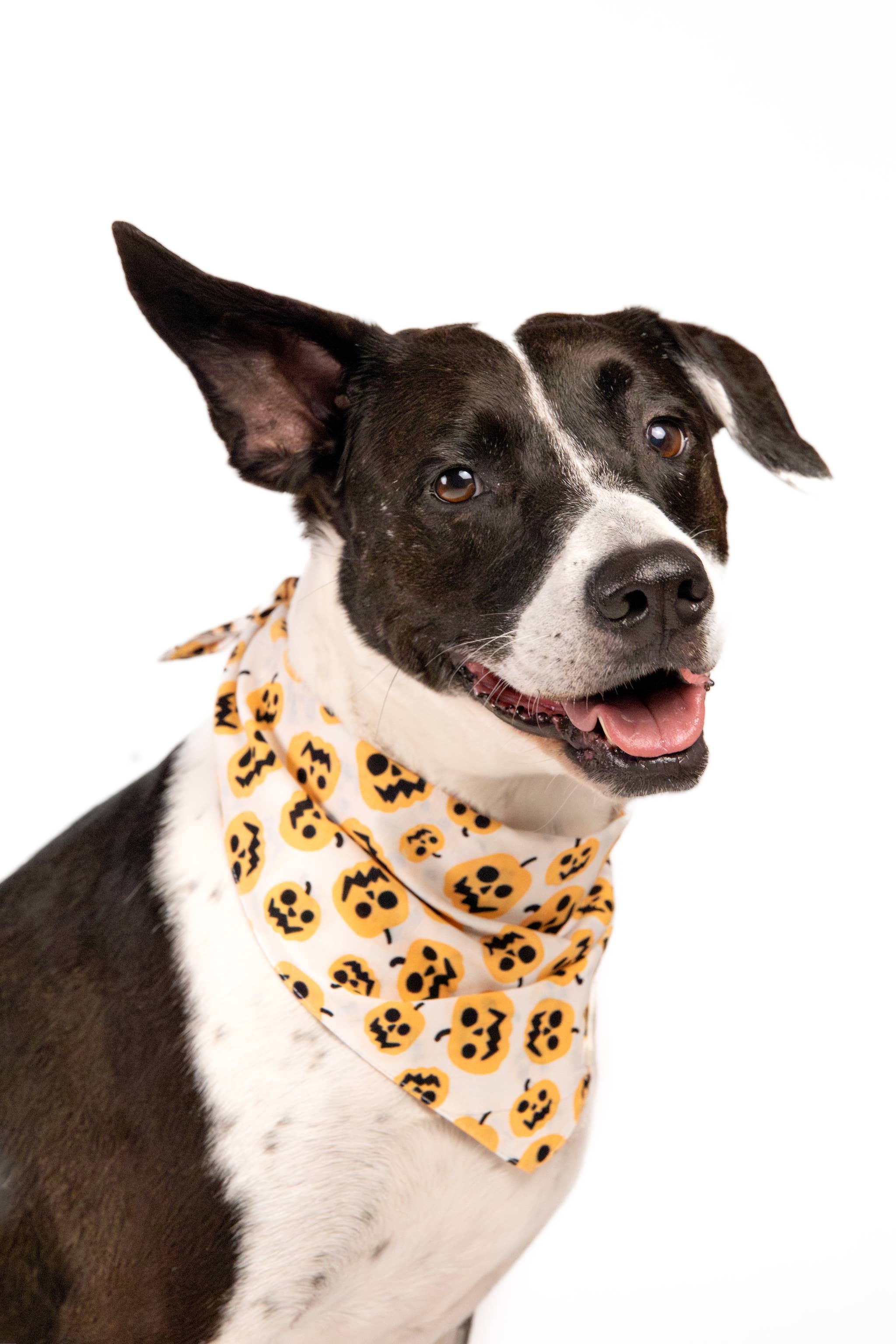 The Paws - Pumpkin Dog Halloween Bandana