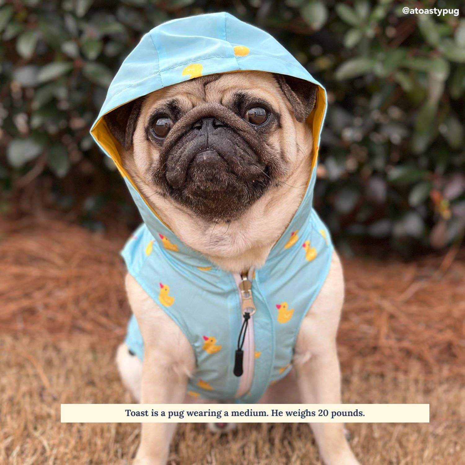 Pug in raincoat best sale