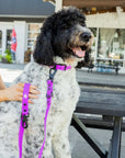 The Modern Dog Company - Electric Fuchsia Leash (Weather + Odor Resistant)