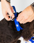 The Modern Dog Company - Royal Blue Collar (Weather + Odor Resistant)