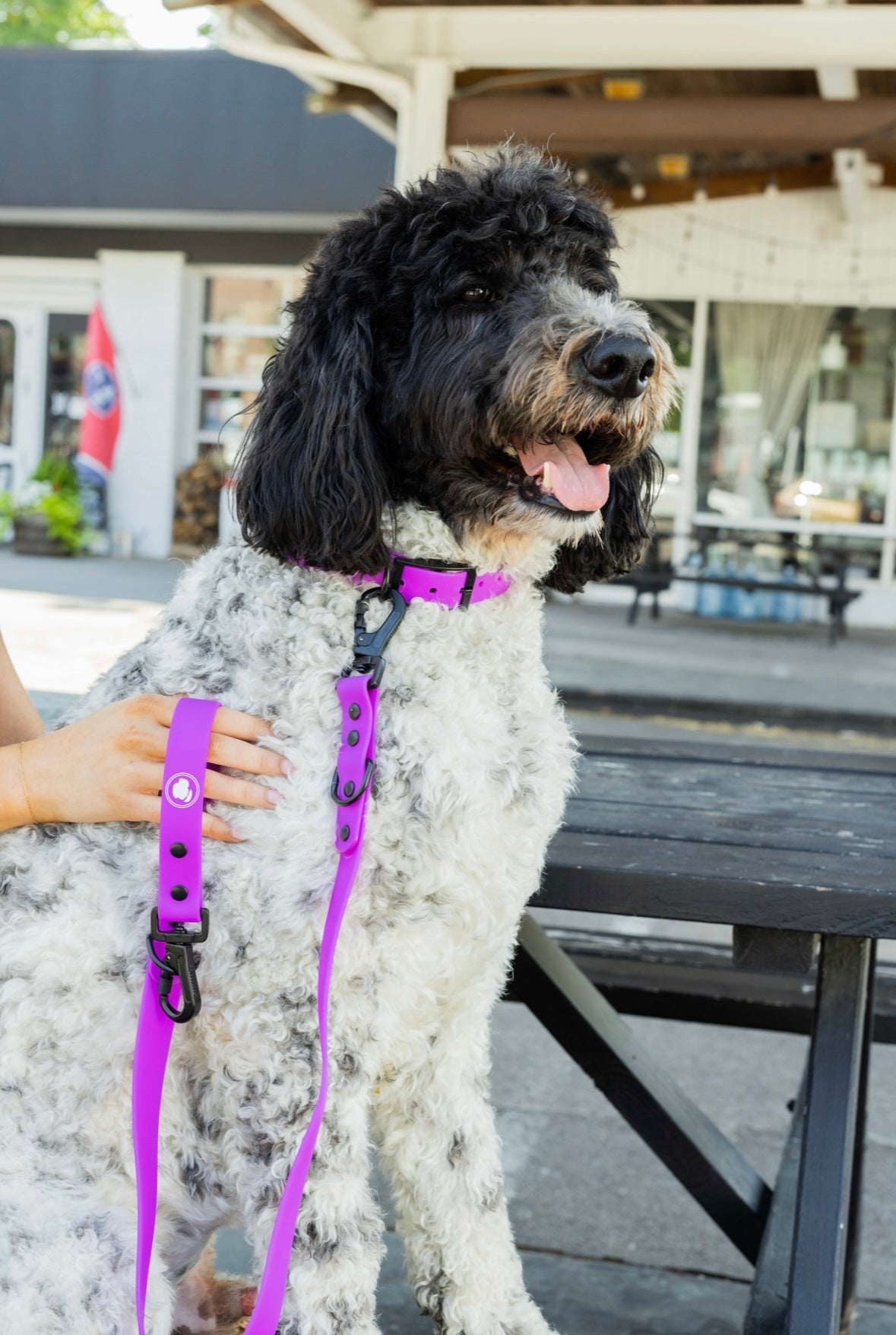 Fuchsia dog outlet collar