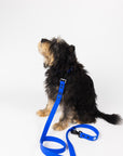 The Modern Dog Company - Royal Blue Leash (Weather + Odor Resistant)