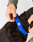 The Modern Dog Company - Royal Blue Collar (Weather + Odor Resistant)